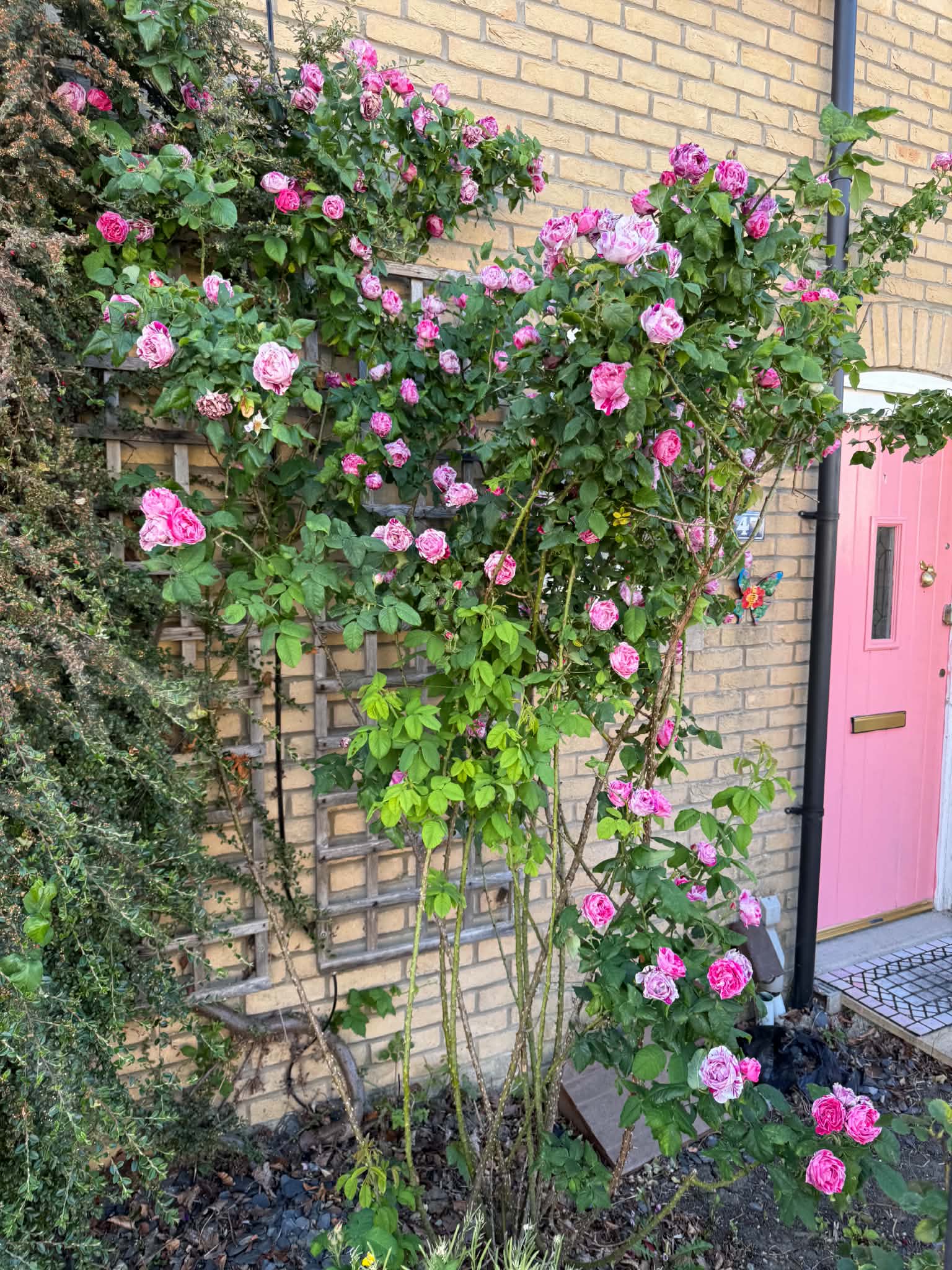 Garden pruning in Ely with rose stems being cut back