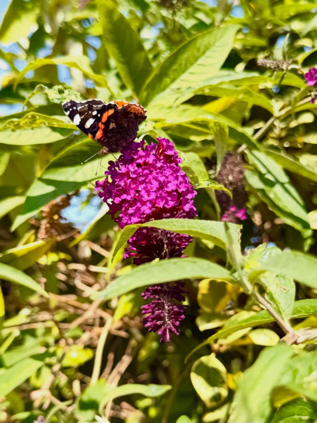 Purple blooms blazing
Red Admiral drinks the light
Summer hums nearby

#Buddleia #RedAdmiral #ButterflyGarden #PollinatorFriendly #Haiku