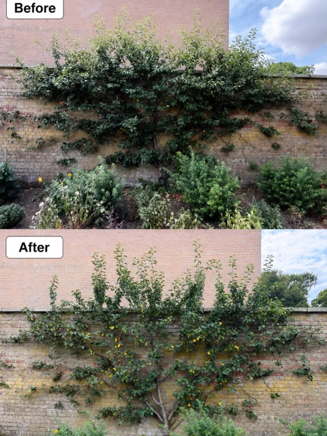 Formative pruning on the cherry trees today at Ramsey Walled Gardens — opening up the structure and encouraging healthy, well-shaped growth. 🌿✂️

#FormativePruning #CherryTreePruning #RamseyWalledGardens #GoodGardenFolk