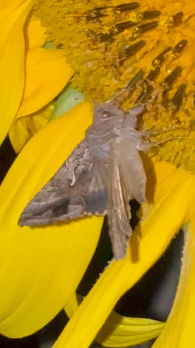Pretty moth enjoying a late-night feed on one of our sunflowers. Love to see it! 😍🌻 #moth #sunflower