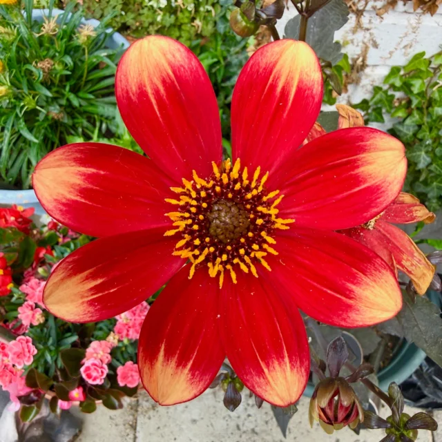 Who else is growing dahlias this year? 🌸

Just look at this absolute stunner blooming in Doug’s mum’s garden! 😍

#Dahlias #GardenFlowers #GardenInspiration #GoodGardenFolk