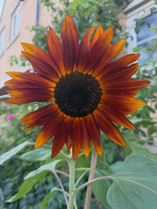 A few of the sunflowers in our garden, currently putting on a lovely display. 🌻 #sunflowers